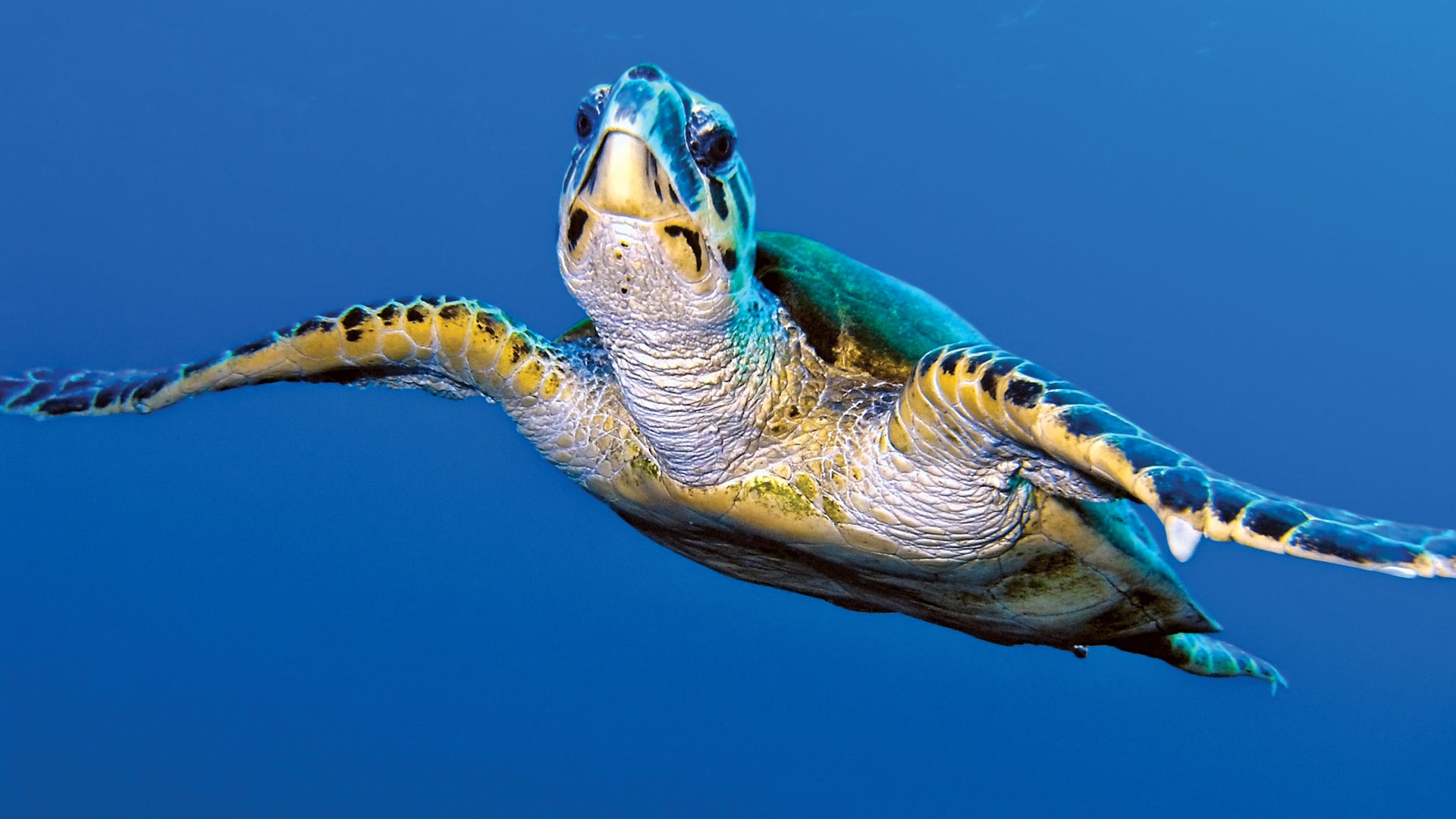 10 Fun facts for the Turtle!