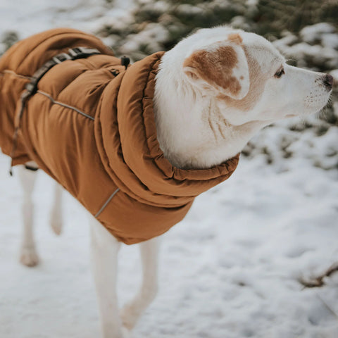 Hunter - Paxson dog coat