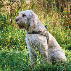 Hunter - Harness For Dog Norwegian Hunting Nubuck