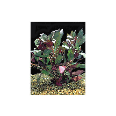Tetra - Plant Plus Red Ludwigia - zoofast-shop