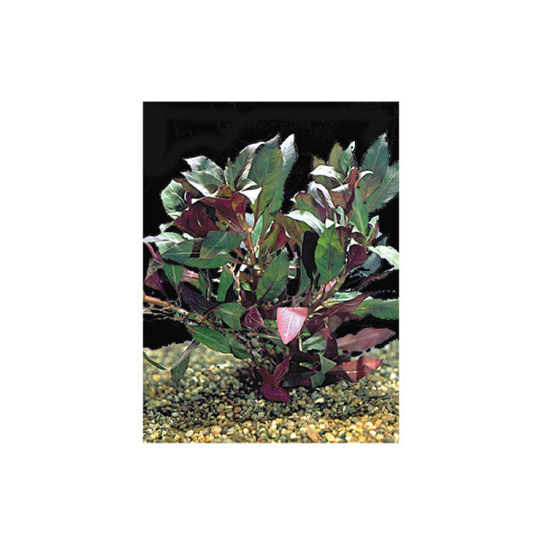 Tetra - Plant Plus Red Ludwigia