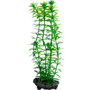 Tetra – Aquarium Decoration Anacharis Plant