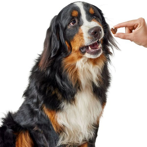 Hunter - Snack Training Lifestyle 70gr