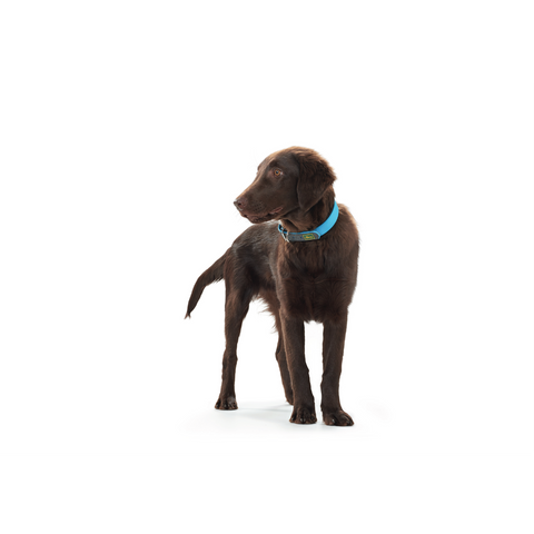 Hunter - Collar For Dog Convenience Resistant Neon - zoofast-shop