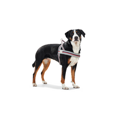 Hunter - Harness In Cotton For Dog Norwegian Stripes - zoofast-shop