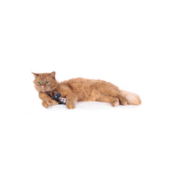 Hunter - Toy For Cat Elroy Dog - zoofast-shop