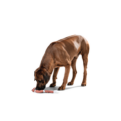 Hunter - Toy For Dog Latex Sausages Approx. 50cm - zoofast-shop