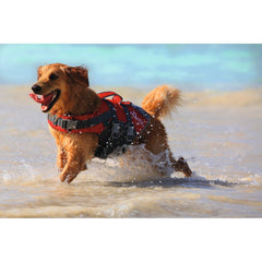 Hunter – Life Jacket For Dog Moss Red