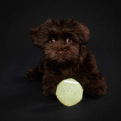 Hunter – Dog Toy Kisa