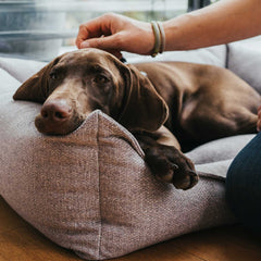 Hunter –  Prag Easy Clean Dog Sofa