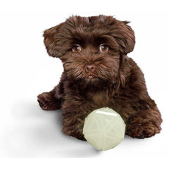 Hunter – Dog Toy Kisa