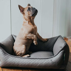 Hunter – Mira Dog Sofa