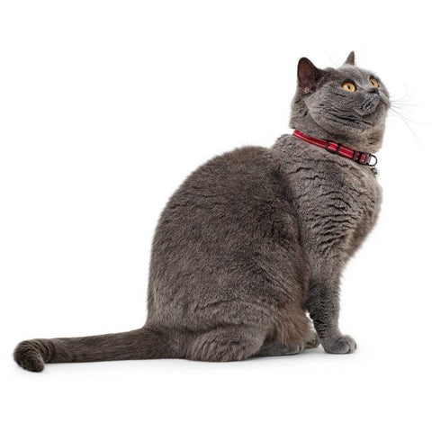 Hunter - Collar For Cat Nylon Flashlight